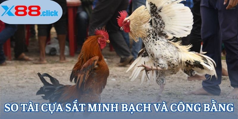 So tài cựa sắt minh bạch và công bằng